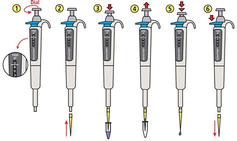 micropipette measurement